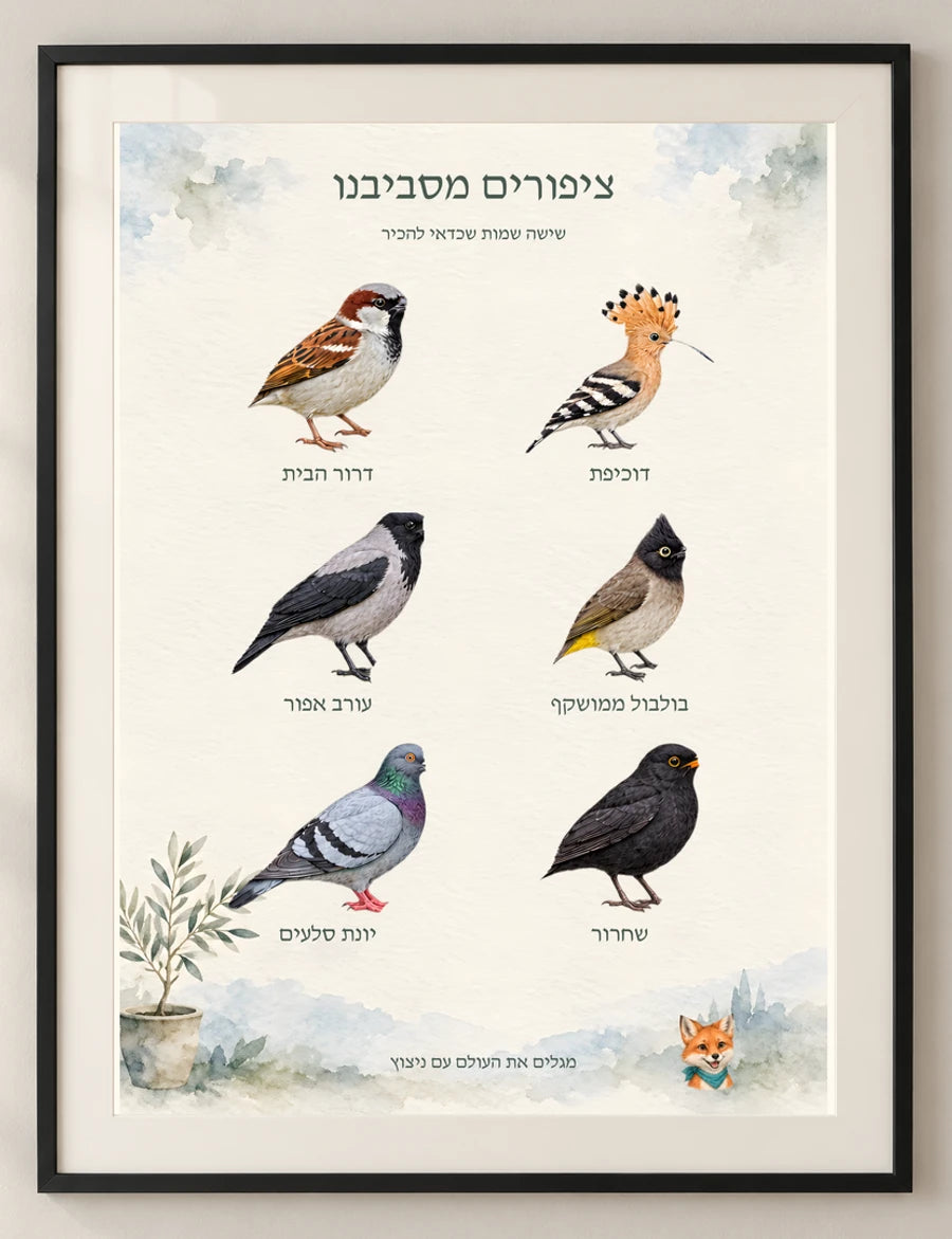 ציפורים מסביבנו — detail — minimal-room-v3
